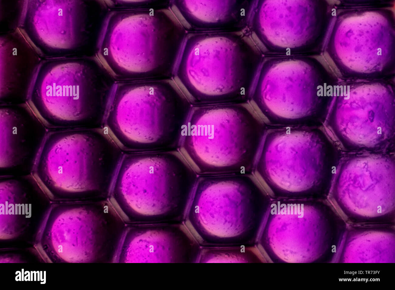 Haus fliegen (Polietes domitor), Auge, Dunkelfeld- Mikroskop, Deutschland Stockfoto