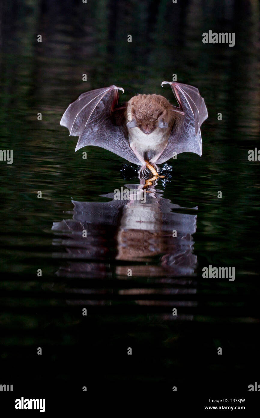 Die daubenton bat (Myotis daubentoni, Myotis daubentonii), Jagd in der Nacht an der Wasseroberfläche, mit dem Ziel, ein Insekt, Niederlande Stockfoto