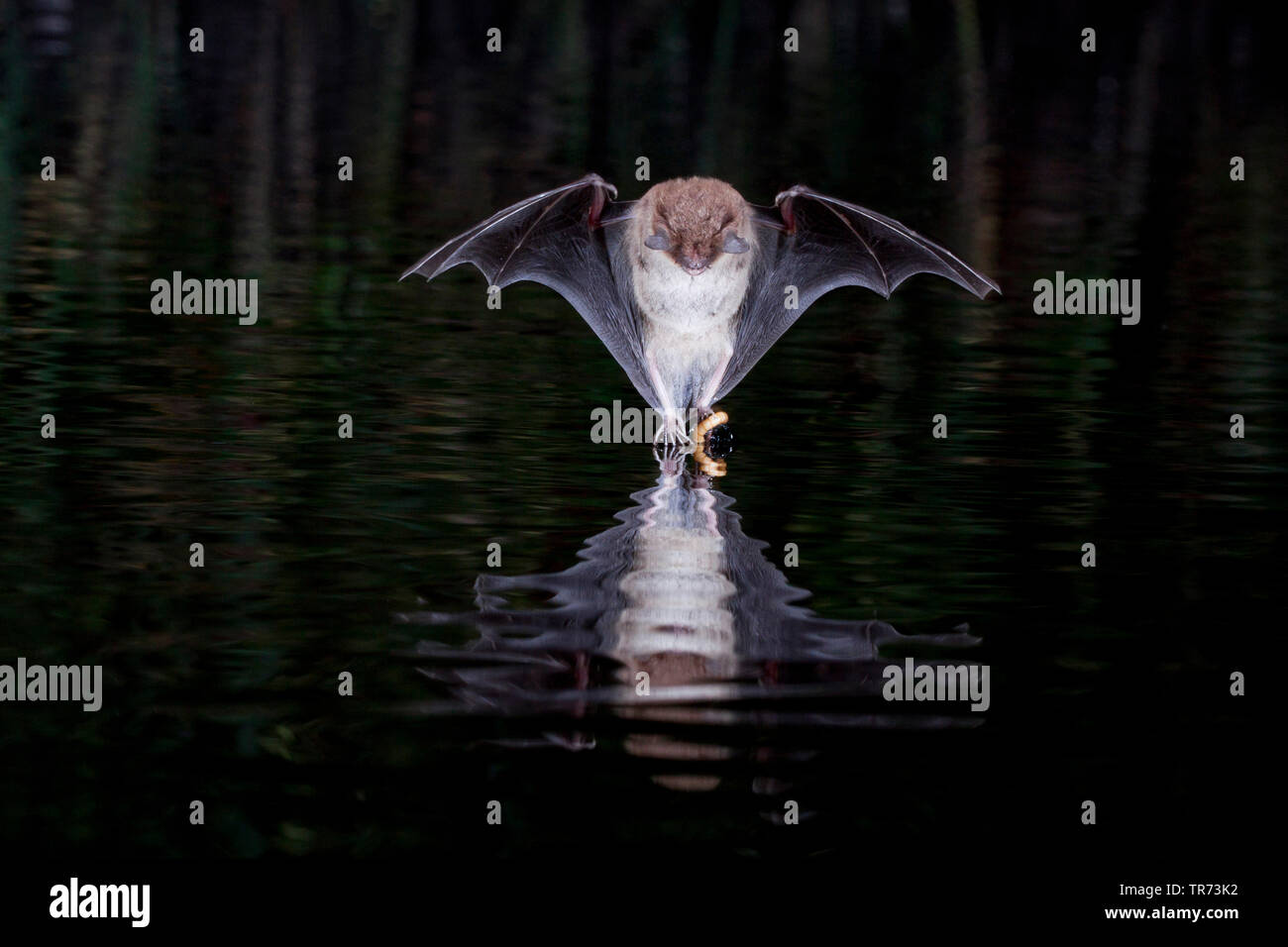 Die daubenton bat (Myotis daubentoni, Myotis daubentonii), Jagd in der Nacht an der Wasseroberfläche, mit dem Ziel, ein Insekt, Niederlande Stockfoto