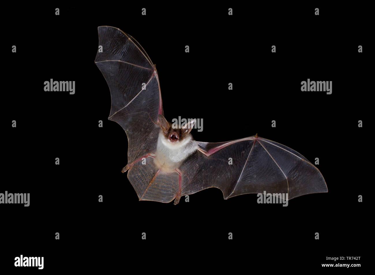 Mehr Mouse-eared bat, große Mouse-Eared Bat (Myotis myotis), die Jagd in der Nacht, Bulgarien, Rhodopen Stockfoto