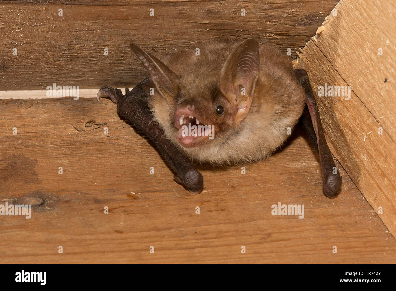 Mehr Mouse-eared bat, große Mouse-Eared Bat (Myotis myotis), in einem batbox, Frankreich Stockfoto