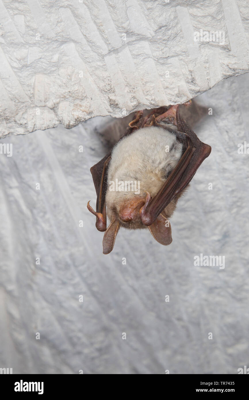 Mehr Mouse-eared bat, große Mouse-Eared Bat (Myotis myotis), im Ruhezustand in einer Höhle, Frankreich Stockfoto