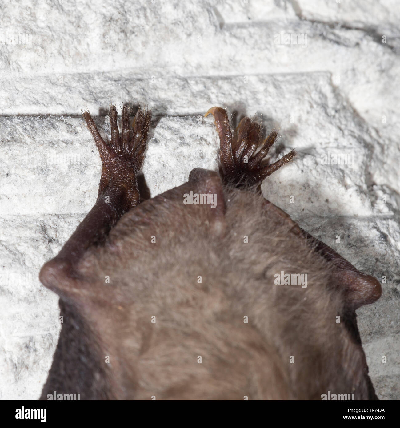 Mehr Mouse-eared bat, große Mouse-Eared Bat (Myotis myotis), Klemmung der Höhlendecke, im Ruhezustand, Frankreich Stockfoto