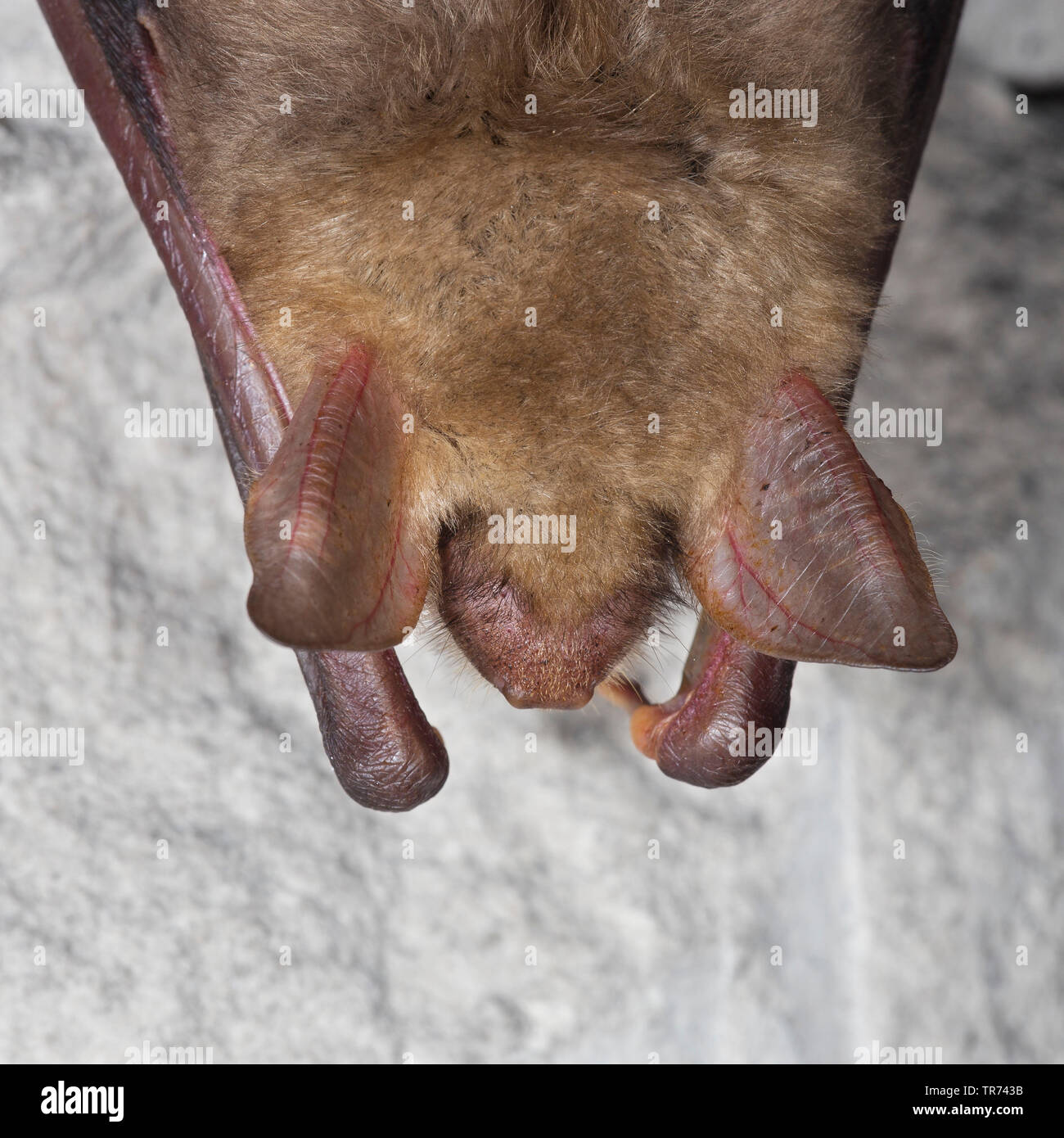 Mehr Mouse-eared bat, große Mouse-Eared Bat (Myotis myotis), im Ruhezustand in einer Höhle, Frankreich Stockfoto
