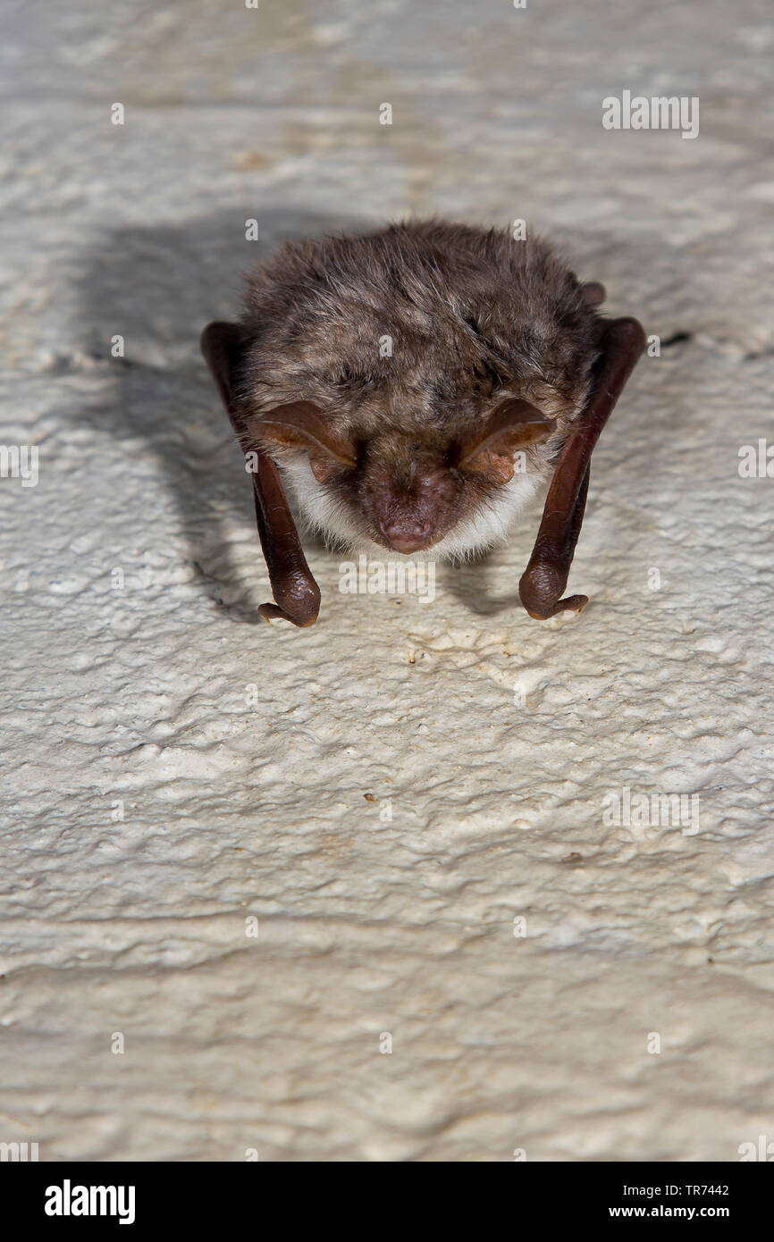 Mehr Mouse-eared bat, große Mouse-Eared Bat (Myotis myotis), im Ruhezustand in einer Höhle, Polen, Nietoperek Stockfoto