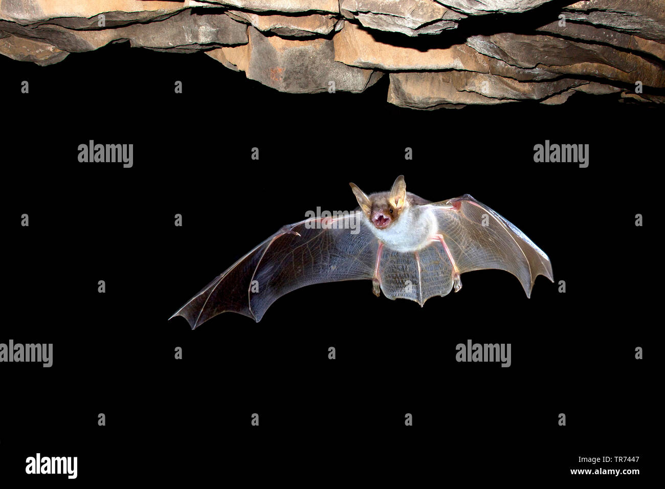 Mehr Mouse-eared bat, große Mouse-Eared Bat (Myotis myotis), die Höhle für die Jagd, Belgien Stockfoto