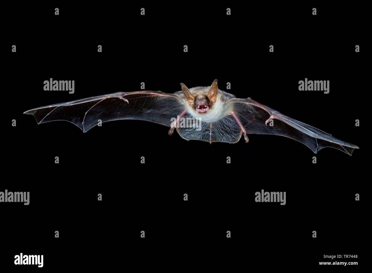 Mehr Mouse-eared bat, große Mouse-Eared Bat (Myotis myotis), die Jagd in der Nacht, Bulgarien, Rhodopen Stockfoto