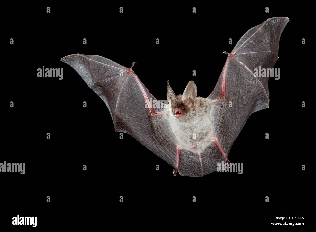 Mehr Mouse-eared bat, große Mouse-Eared Bat (Myotis myotis), die Jagd in der Nacht, Frankreich Stockfoto
