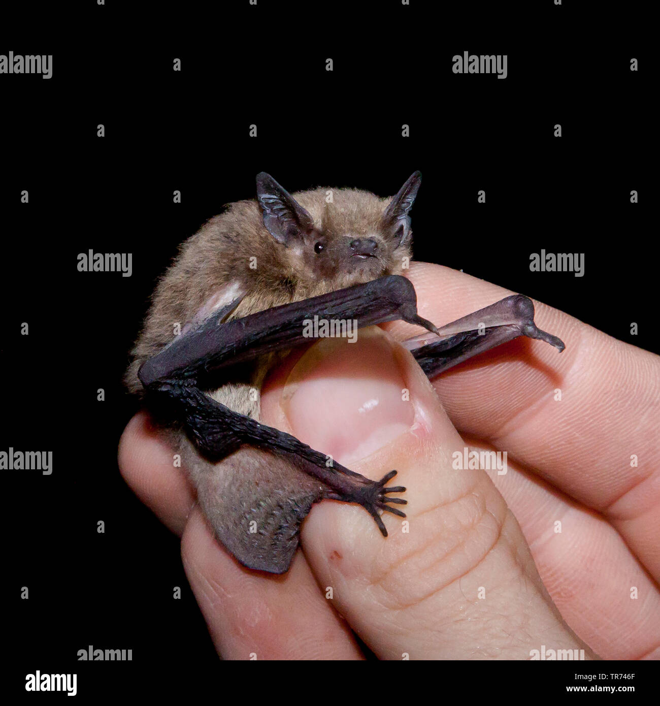 Nathusius' pipistrelle (Pipistrellus nathusii), in der Hand eines Fledermausforschers, Niederlande Stockfoto