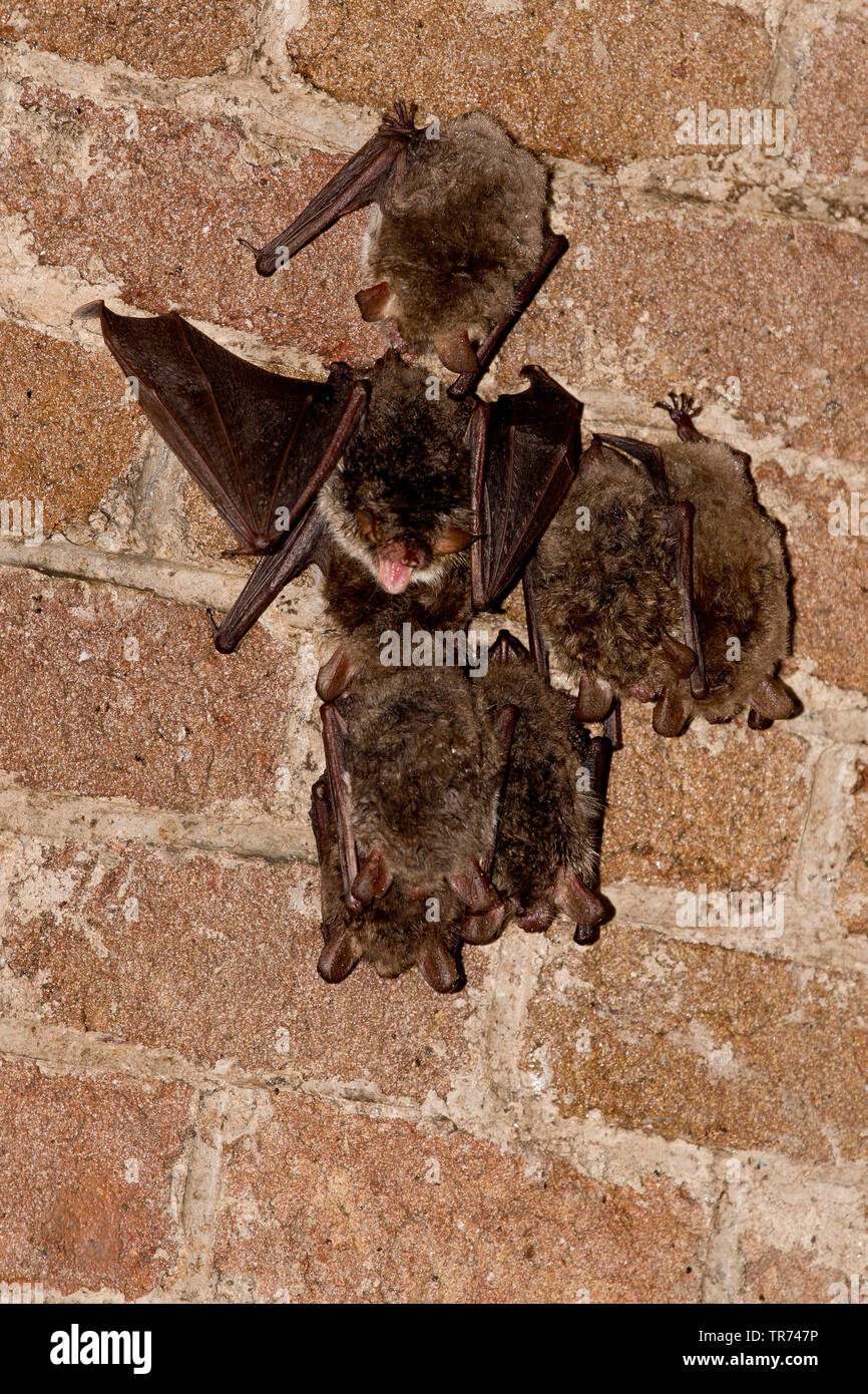 Natterer von bat (Myotis nattereri), Gruppe an der Wand aufhängen, Niederlande Stockfoto