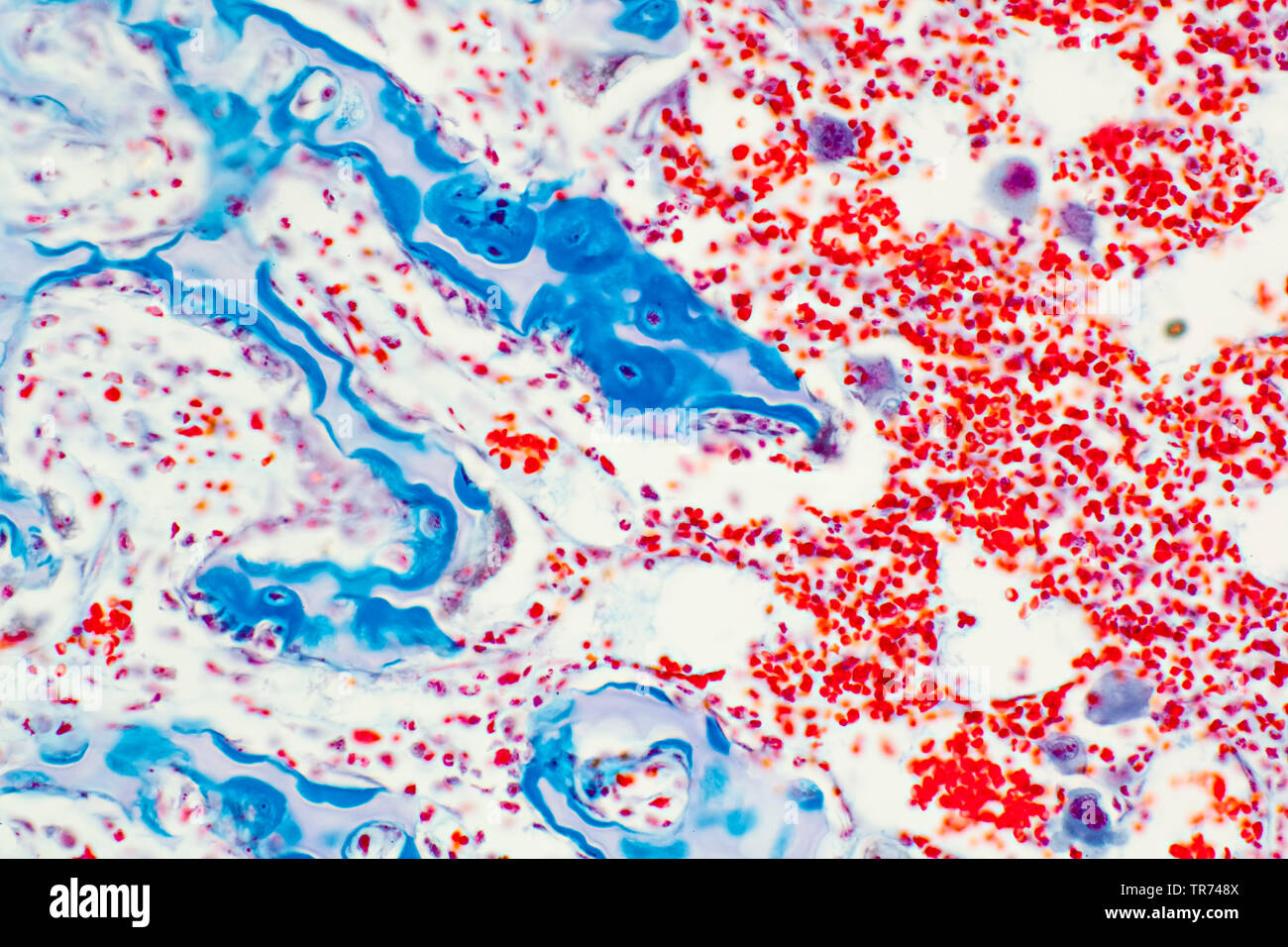 Meristematic Gewebe der Knochen (rot), Knorpel (Blau) M60 Stockfoto