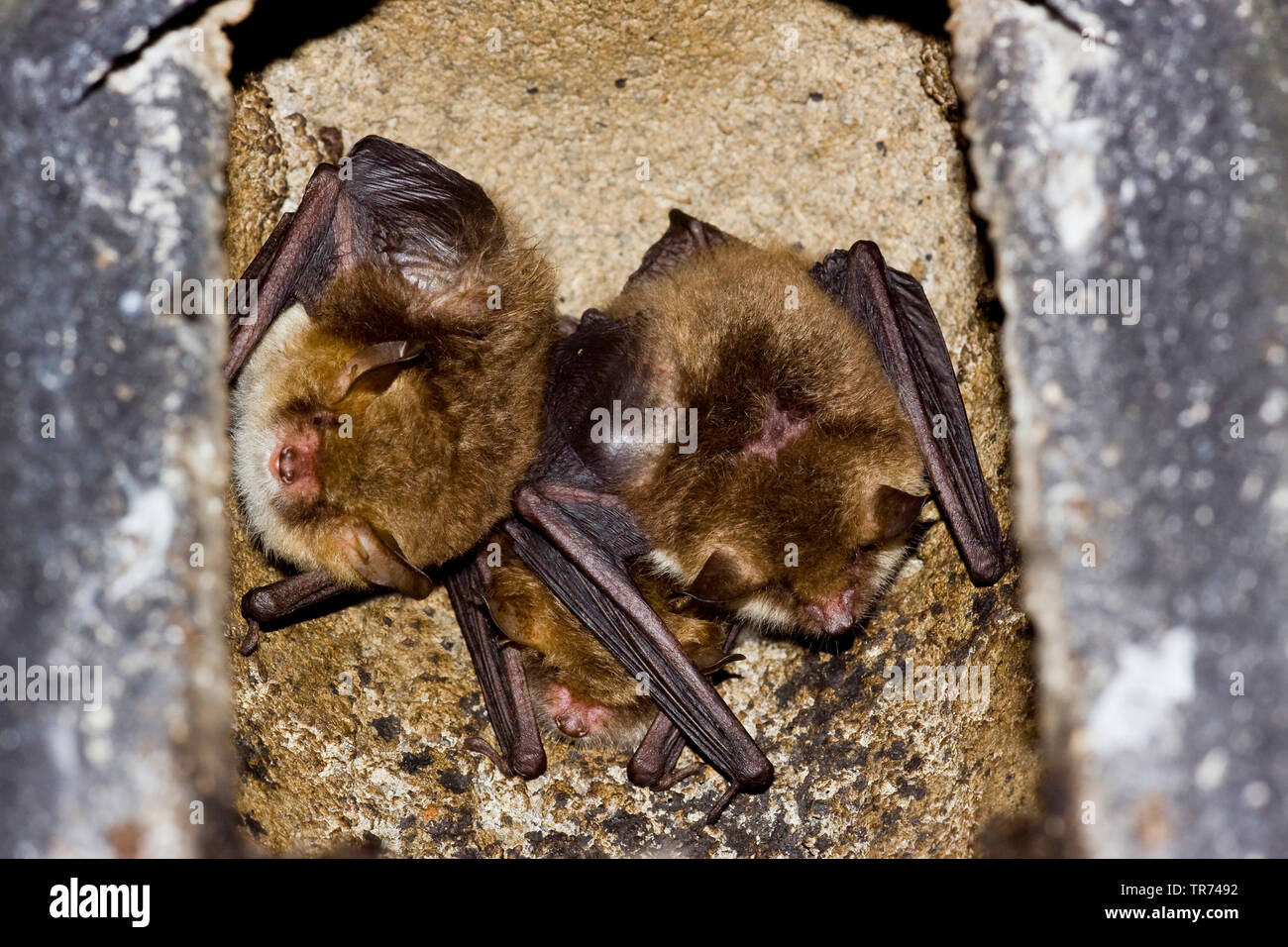 Natterer von bat (Myotis nattereri), Fledermäuse Natterer in eine Fledermaus, Niederlande Stockfoto