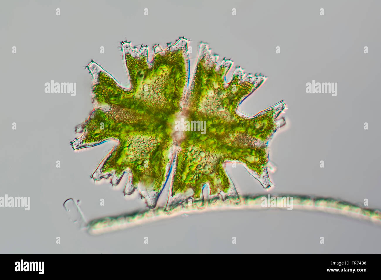 (Micrasterias Micrasterias spec.), Micrasterias vom Tessin, Differential Interferenz Kontrast Mikroskopie, x120, Schweiz, Tessin Stockfoto