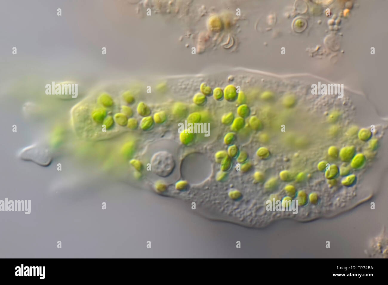 Amebas, Amöben (Amoebozoa), amöbe Fütterung auf grüne Algen, Differential Interferenz Kontrast Mikroskopie Stockfoto