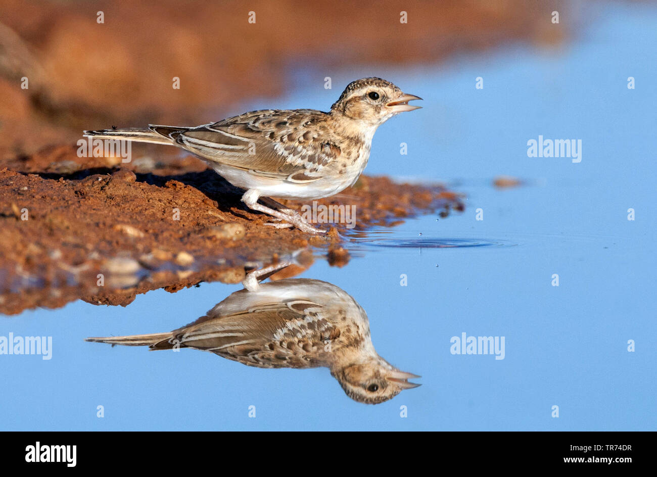 Mehr short-toed Lerche (Calandrella brachydactyla brachydactyla), trinken, Pool, Spanien, Belchite Stockfoto