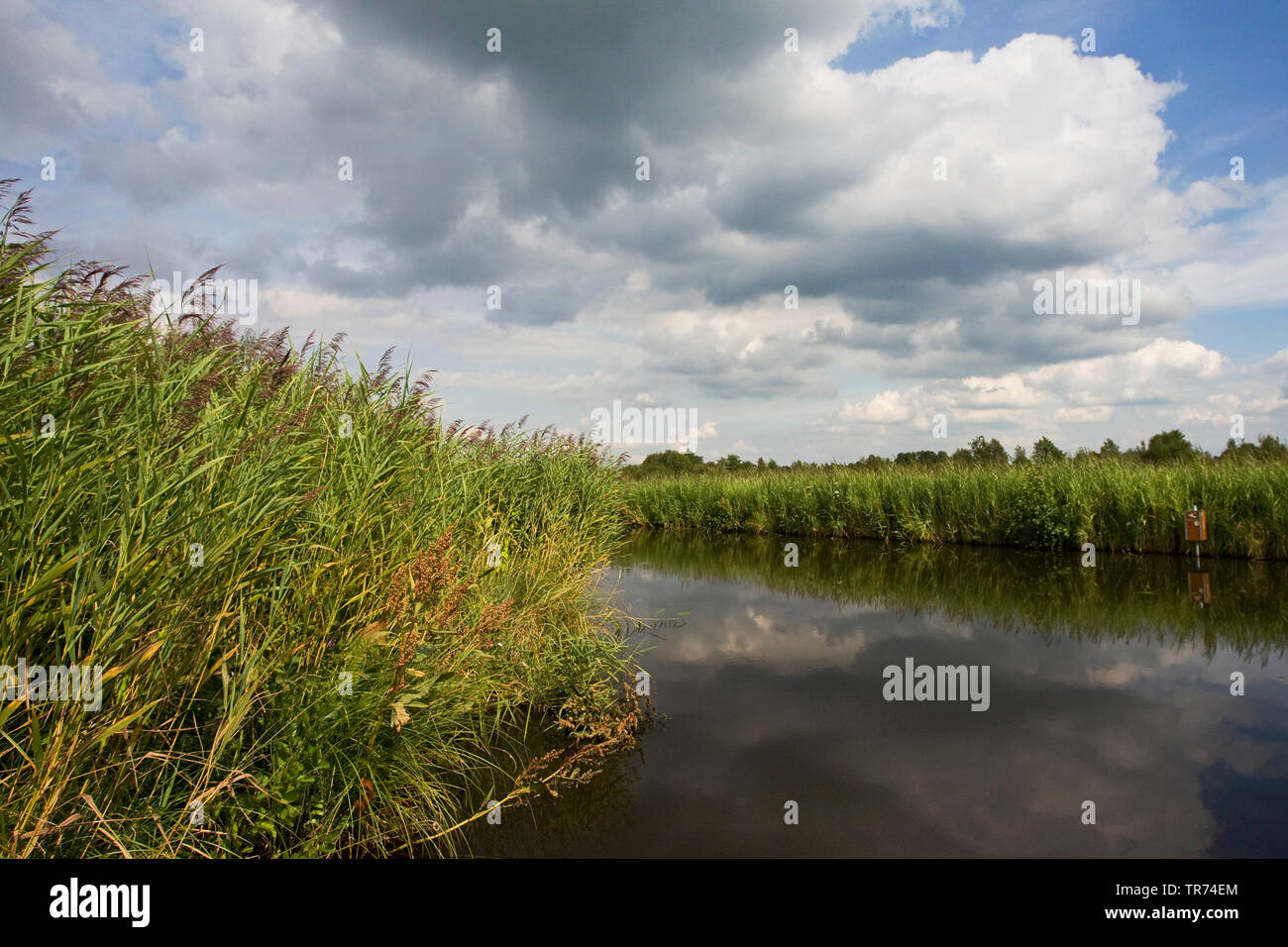 Chanel, Niederlande, Nationalpark Weerribben-Wieden, Overijssel Stockfoto