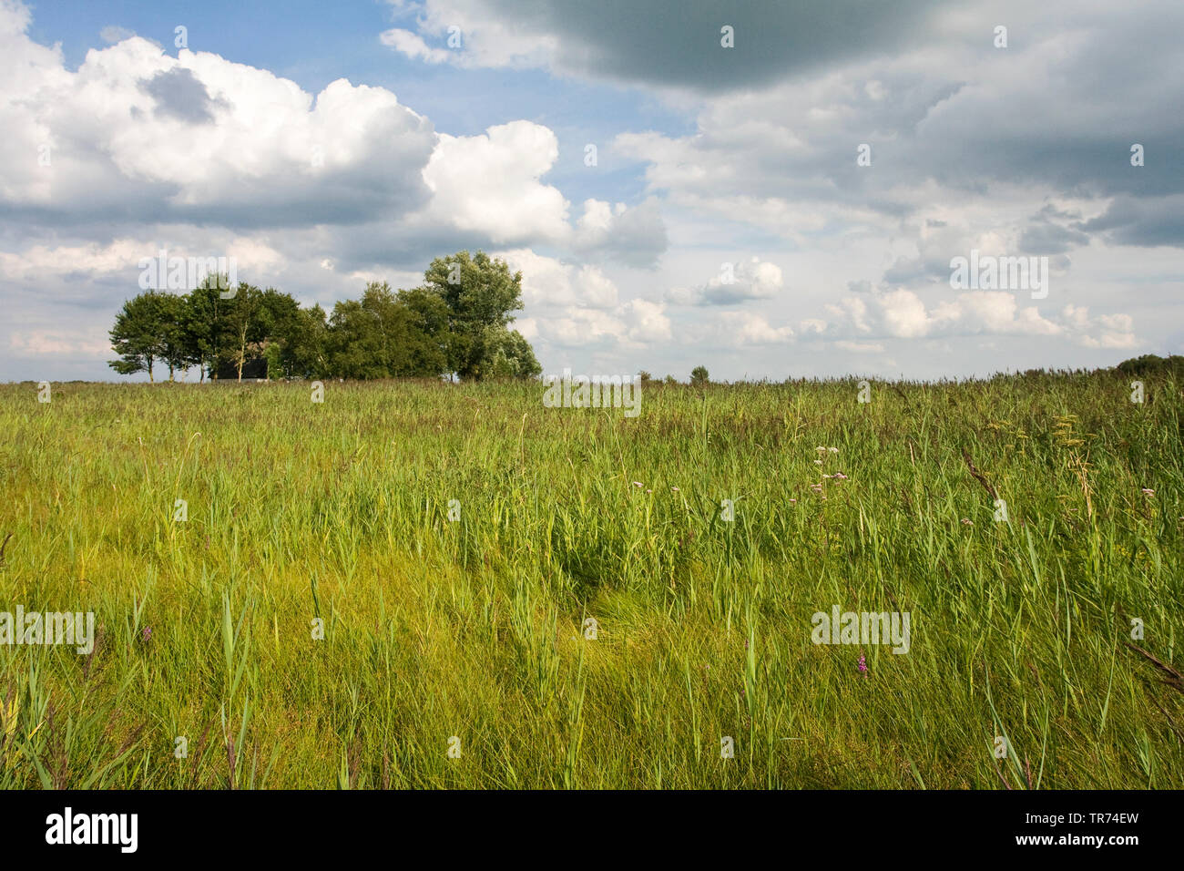 Im Nationalpark Reed, Niederlande, Overijssel, Nationalpark Weerribben-Wieden Stockfoto