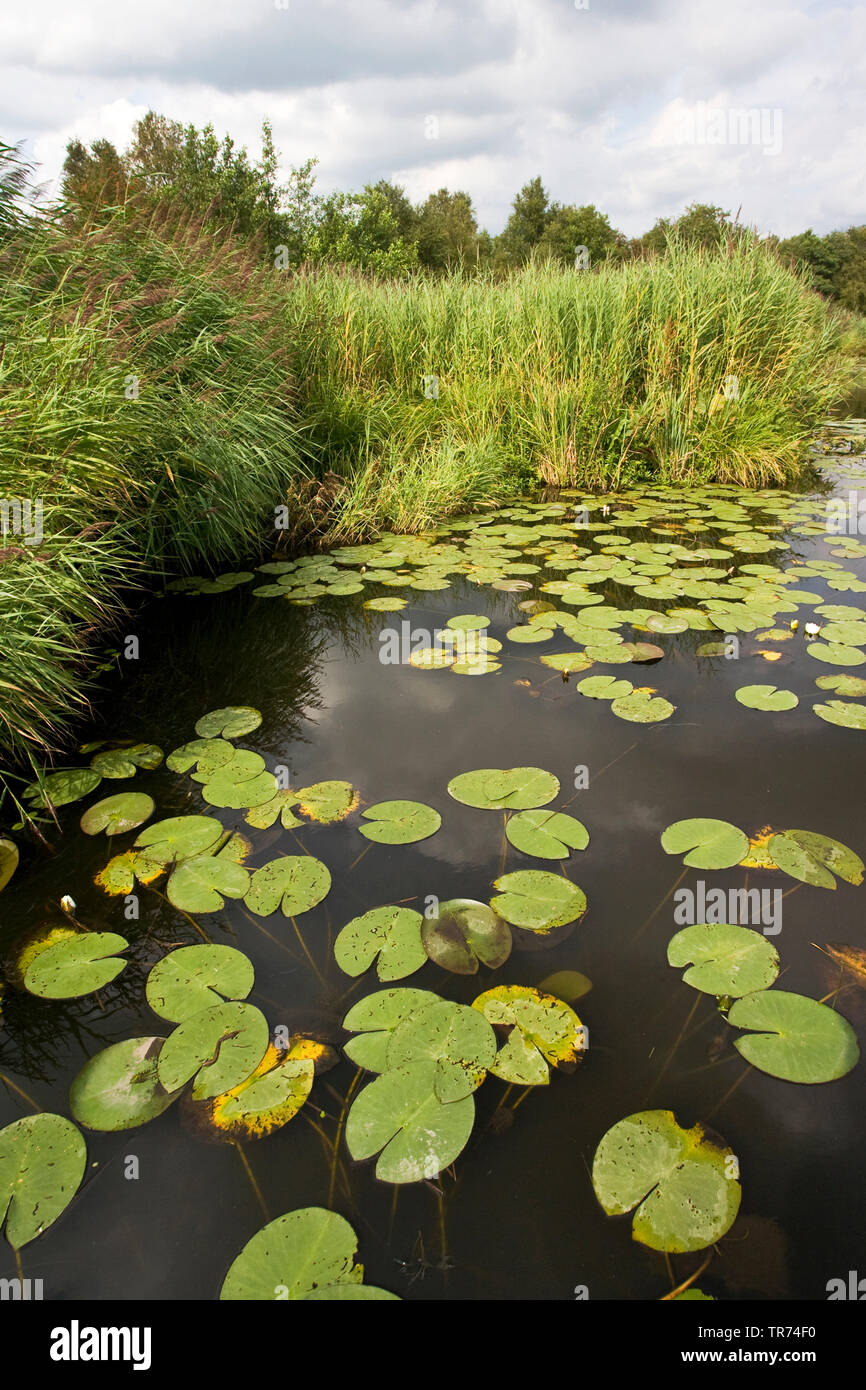 Weiße Wasserlilie, weiß Teich Lily (Nymphaea alba), in einem Graben, Niederlande, Nationalpark Weerribben-Wieden, Overijssel Stockfoto