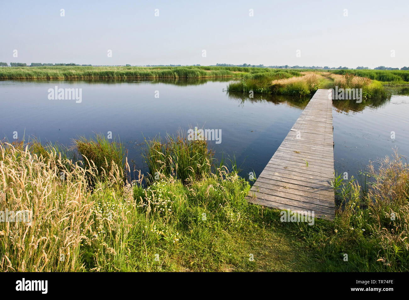Groene Jonker, Niederlande, Zevenhoven Stockfoto
