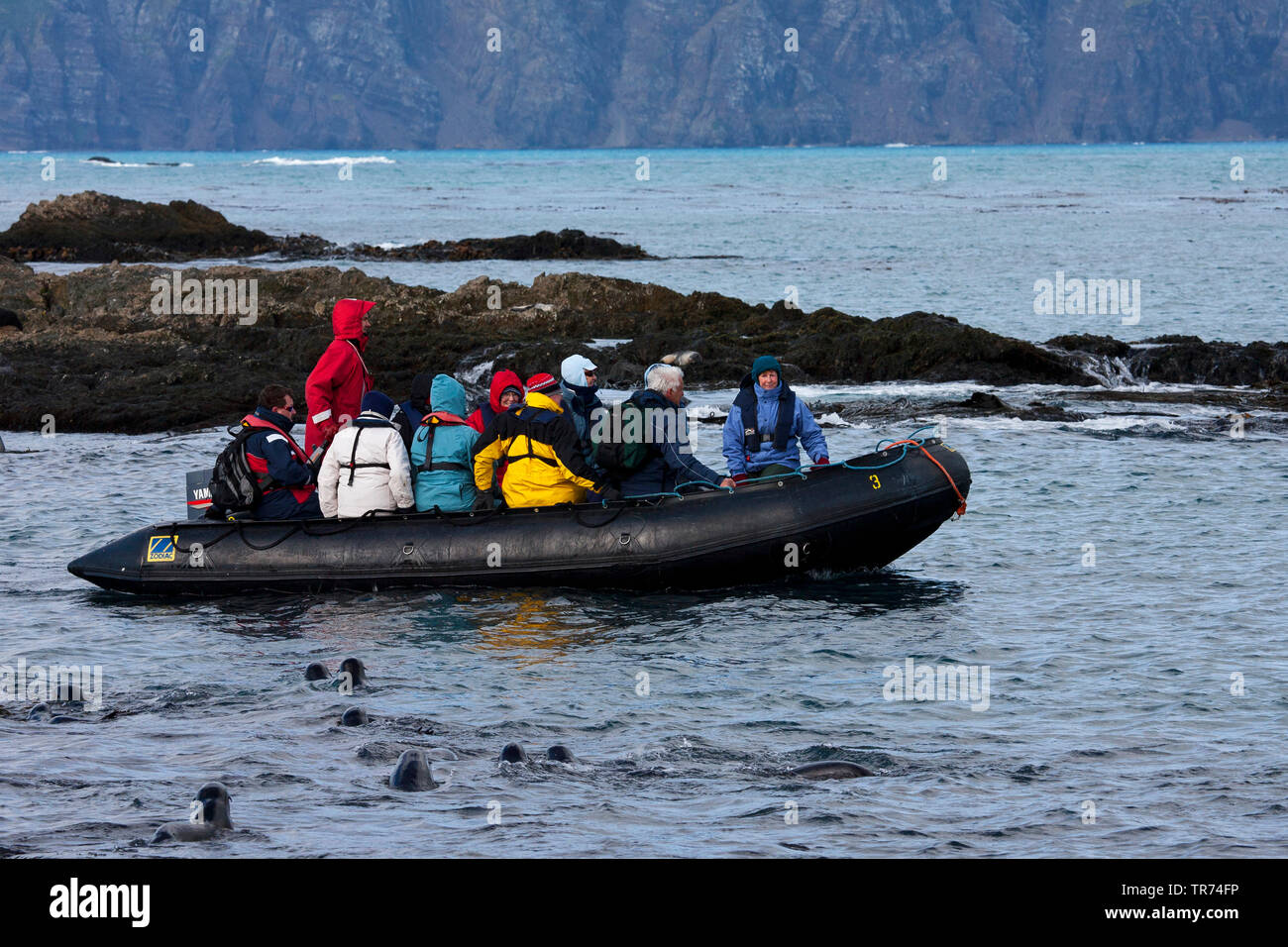 Sternzeichen Kreuzfahrt Prion Island, Suedgeorgien Stockfoto