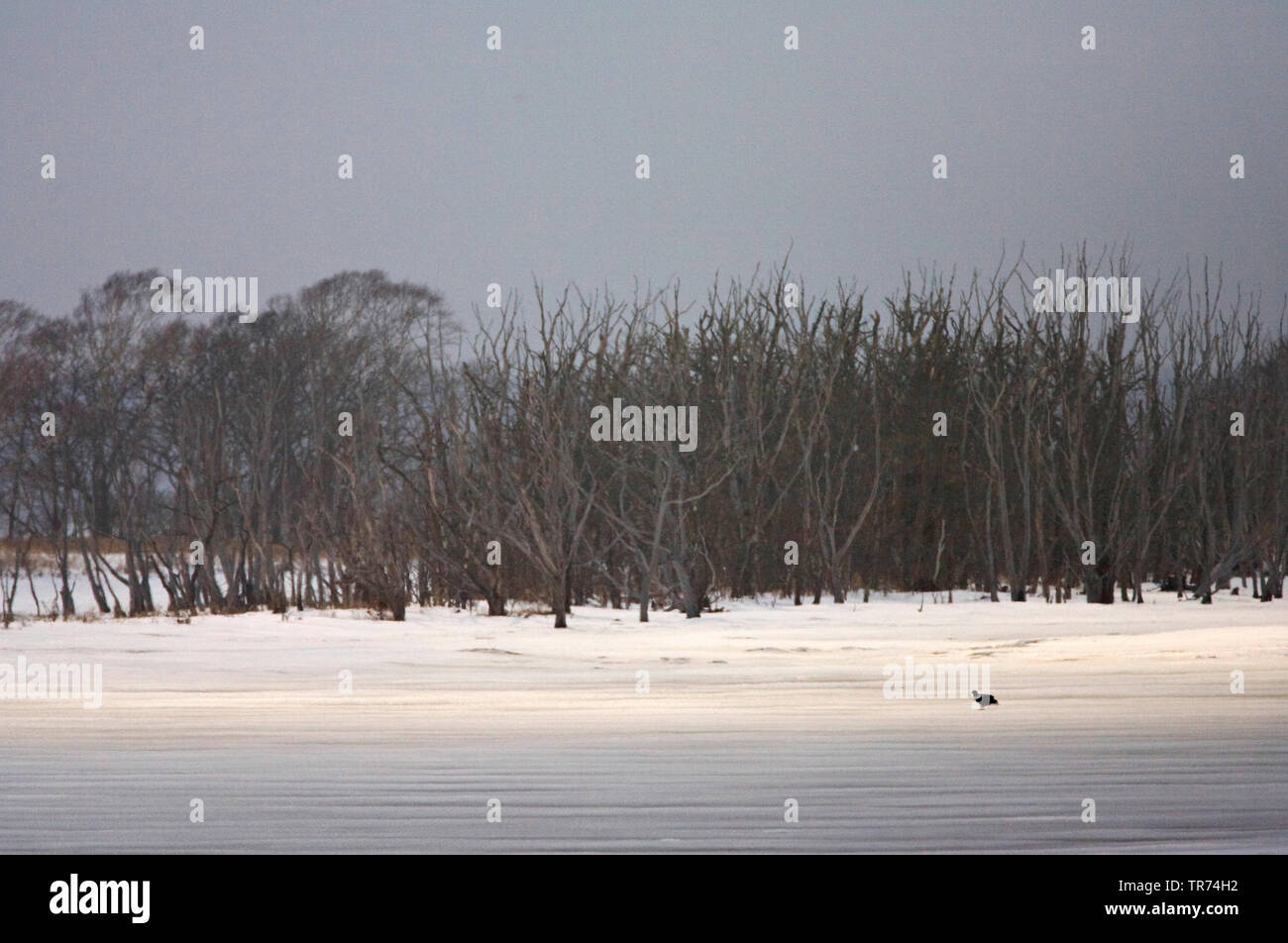 Gefrorenen See, Japan, Hokkaido Stockfoto