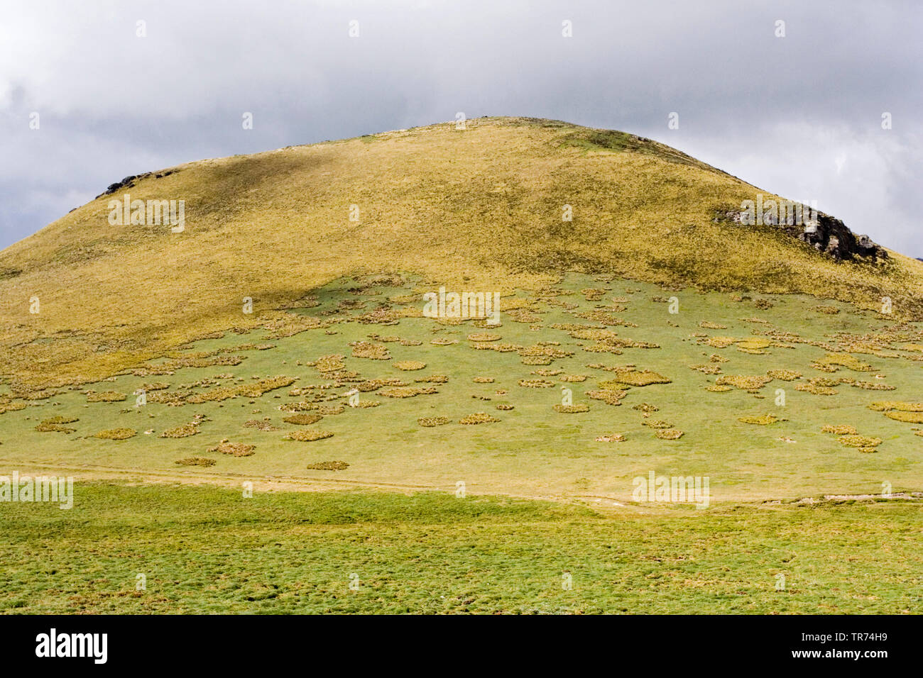 Antisana finden, Ecuador, Paramo, Antisana Ecological Reserve Stockfoto