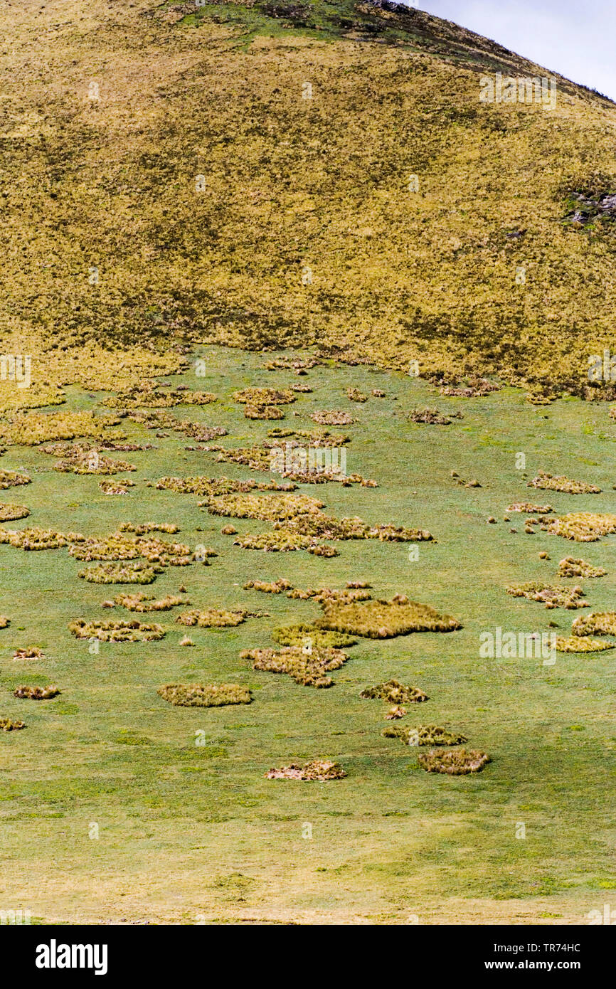 Antisana finden, Ecuador, Paramo, Antisana Ecological Reserve Stockfoto