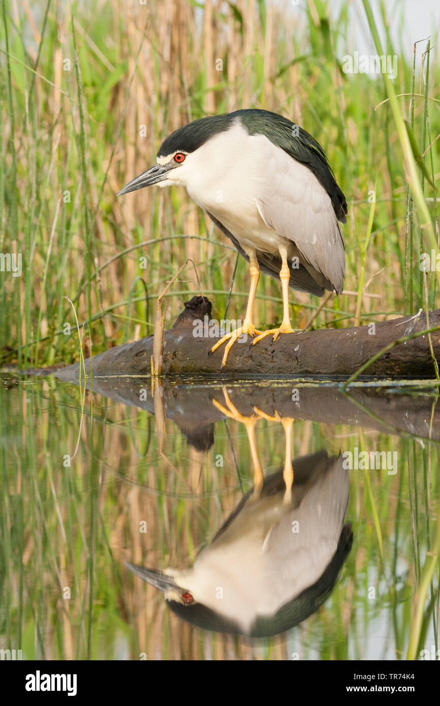 Schwarz - gekrönte Nachtreiher (Nycticorax nycticorax), am Ufer stehend auf einen umgestürzten Baum, Ungarn Stockfoto