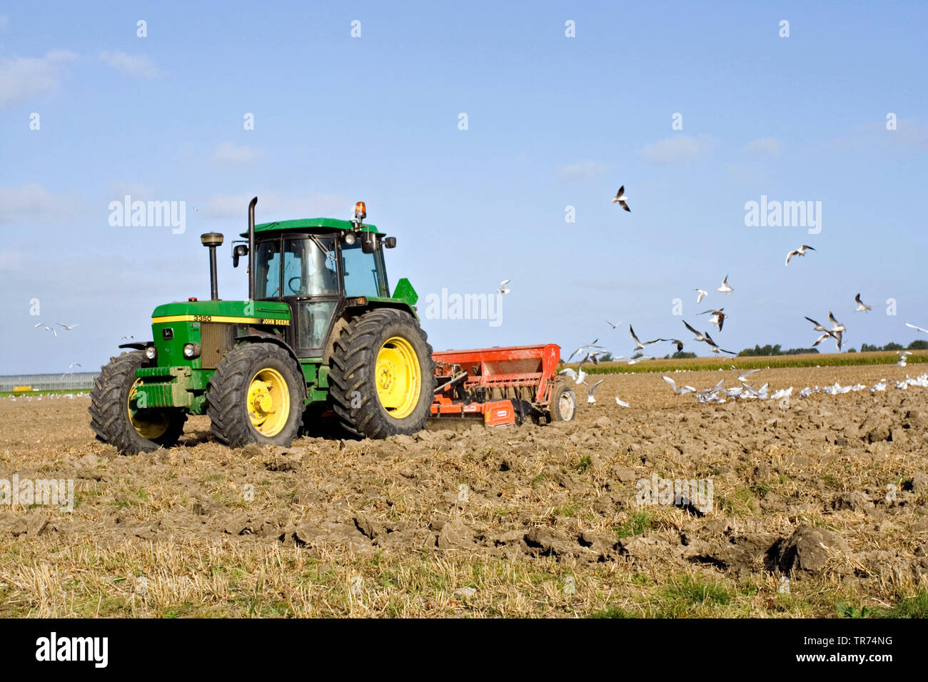 Lachmöwe (Larus ridibundus, Chroicocephalus ridibundus), Traktor auf einem Feld, von Möwen, Niederlande, Friesland Stockfoto