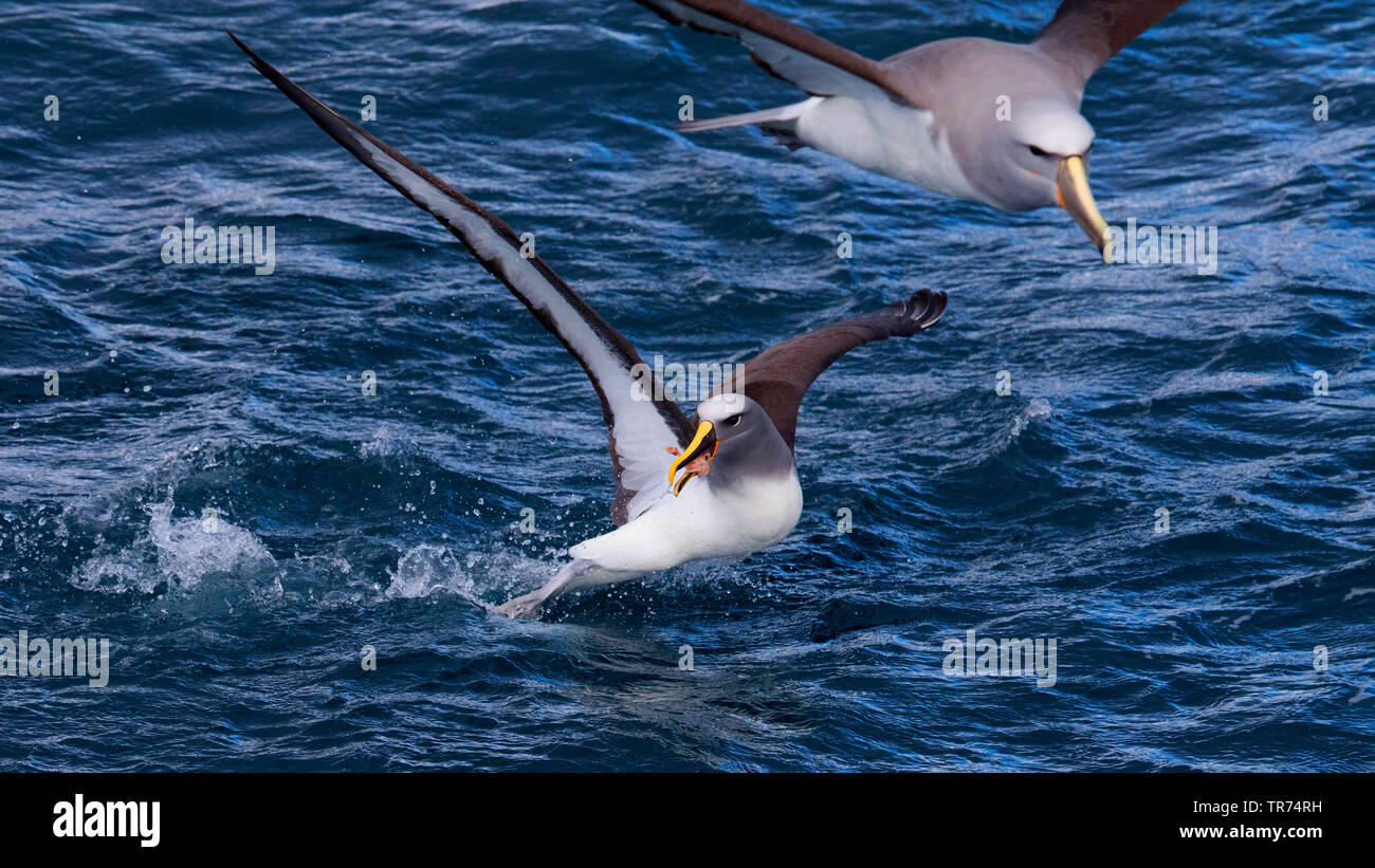 Die Albatrosse, nördlichen Buller Buller des Albatros, Buller, der mollymawk (Thalassarche bulleri platei, Thalassarche platei), über das Meer, Neuseeland fliegen, Chatham Inseln Stockfoto