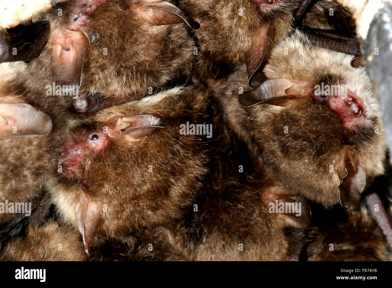 Natterer von bat (Myotis nattereri), Gruppe, baumelt eine Decke, Niederlande Stockfoto