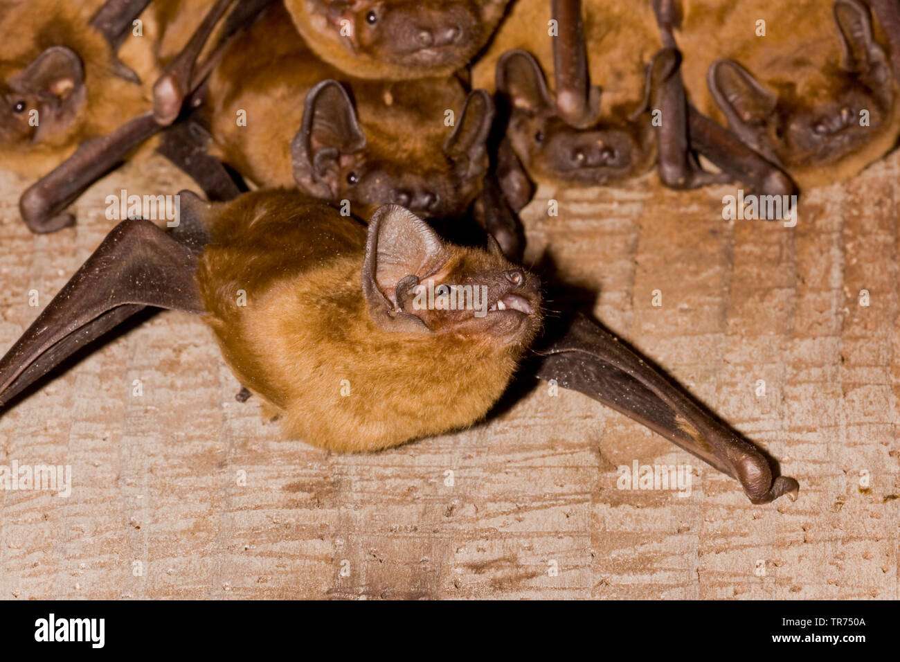 Abendsegler (Nyctalus noctula), Gruppe an der Wand aufhängen, Niederlande Stockfoto