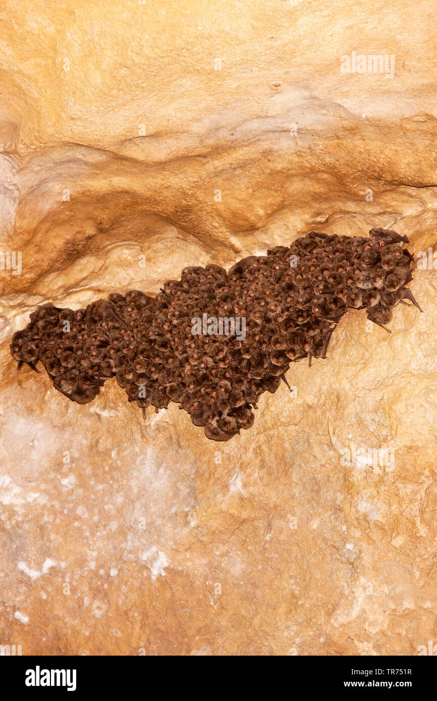 Gemeinsame verbogen - Flügel Fledermaus, der Schreiber bat (Miniopterus schreibersii), Gruppe in einer Höhle hibernating, Frankreich Stockfoto