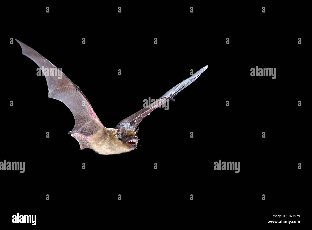 Serotine bat, Große braune Fledermaus, seidig bat (Eptesicus Serotinus), Jagd in der Nacht, Niederlande Stockfoto