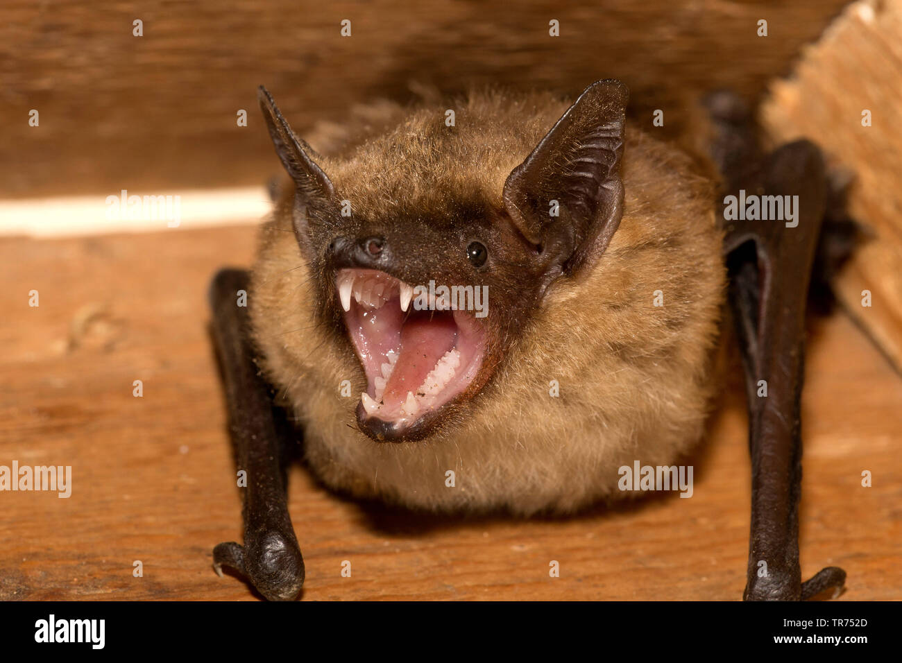 Serotine bat, Große braune Fledermaus, seidig bat (Eptesicus Serotinus), mit geöffnetem Mund, Niederlande Stockfoto