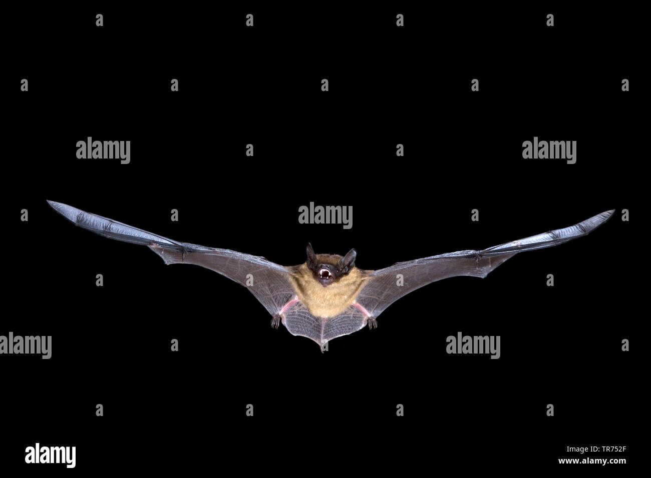 Serotine bat, Große braune Fledermaus, seidig bat (Eptesicus Serotinus), Jagd in der Nacht, Niederlande Stockfoto