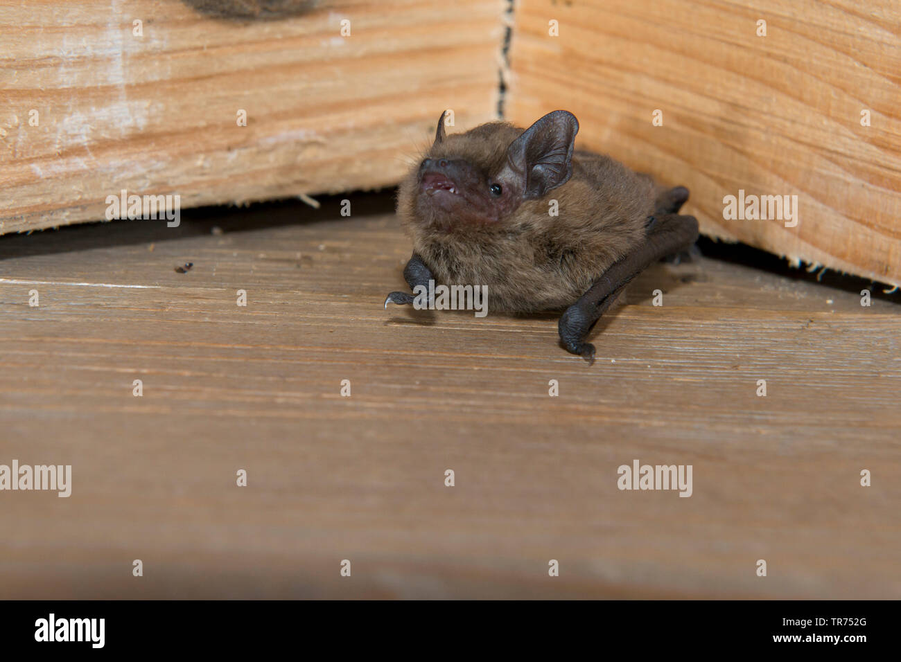 Soprano pipistrelle's (Pipistrellus pipistrellus pygmaeus, mediterraneus), an einen Holzbalken hingen, Frankreich Stockfoto