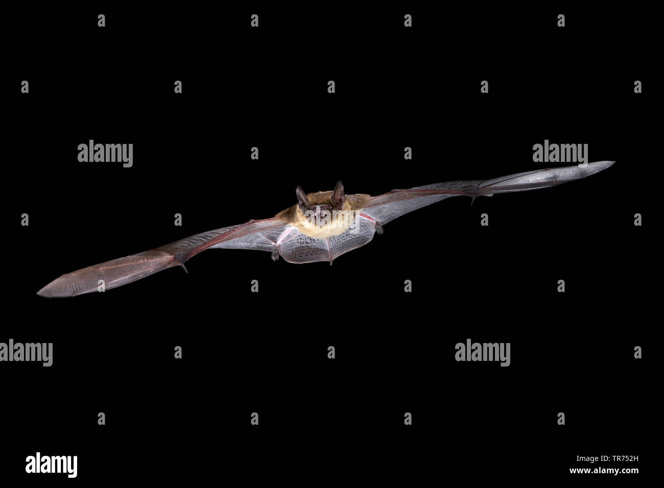 Serotine bat, Große braune Fledermaus, seidig bat (Eptesicus Serotinus), Jagd in der Nacht, Niederlande Stockfoto