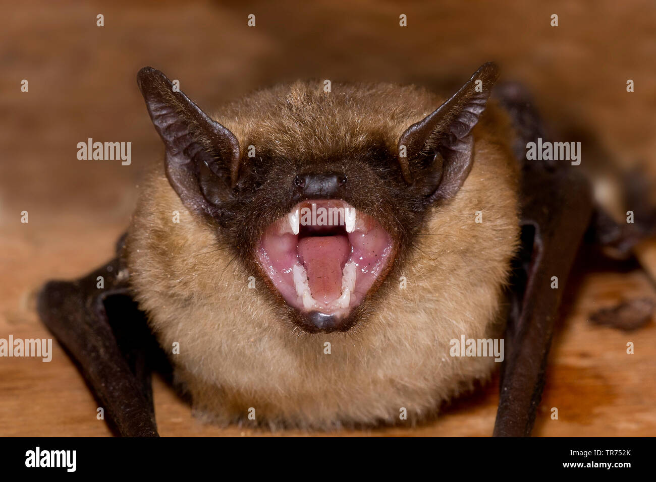 Serotine bat, Große braune Fledermaus, seidig bat (Eptesicus Serotinus), mit geöffnetem Mund, Niederlande Stockfoto