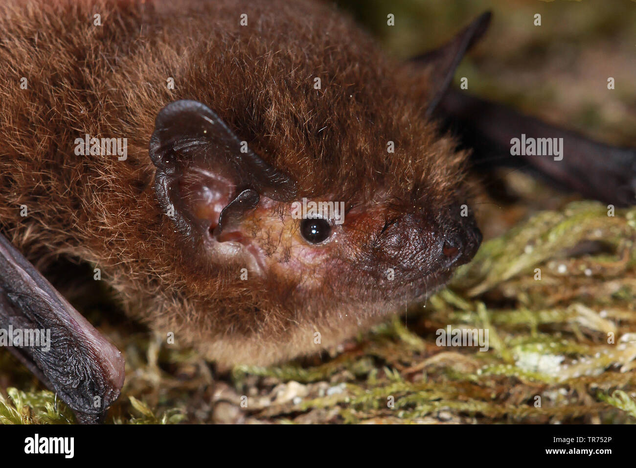 Soprano pipistrelle's (Pipistrellus pipistrellus pygmaeus, mediterraneus), Porträt, Frankreich Stockfoto