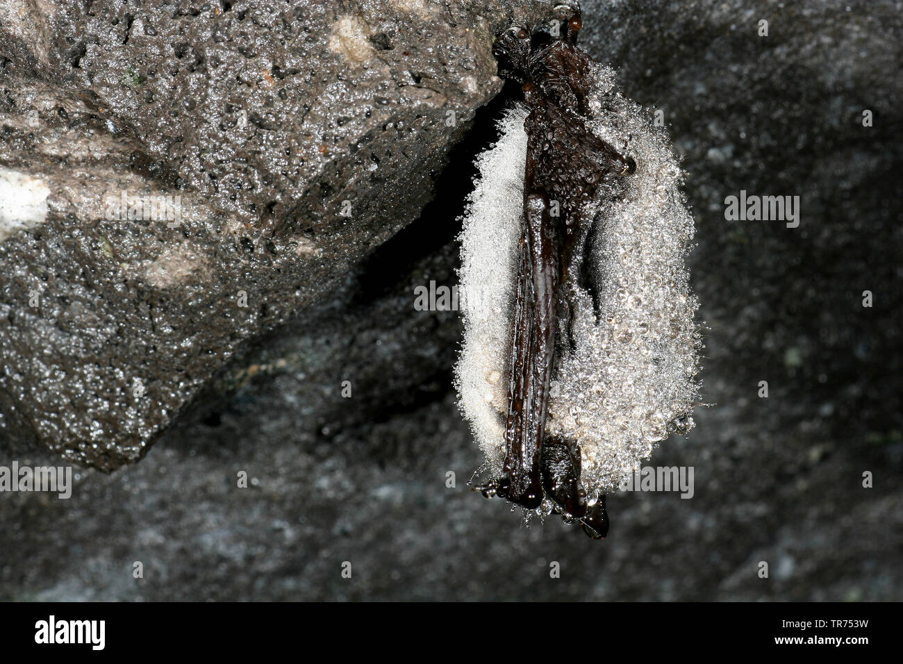 Whiskered bat (Myotis mystacinus), unten hängen einem Felsüberhang, Deutschland Stockfoto