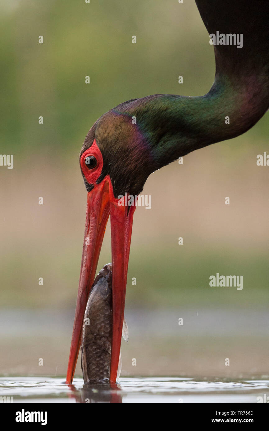 Schwarzstorch (Ciconia nigra), Fische zu fangen, Ungarn Stockfoto
