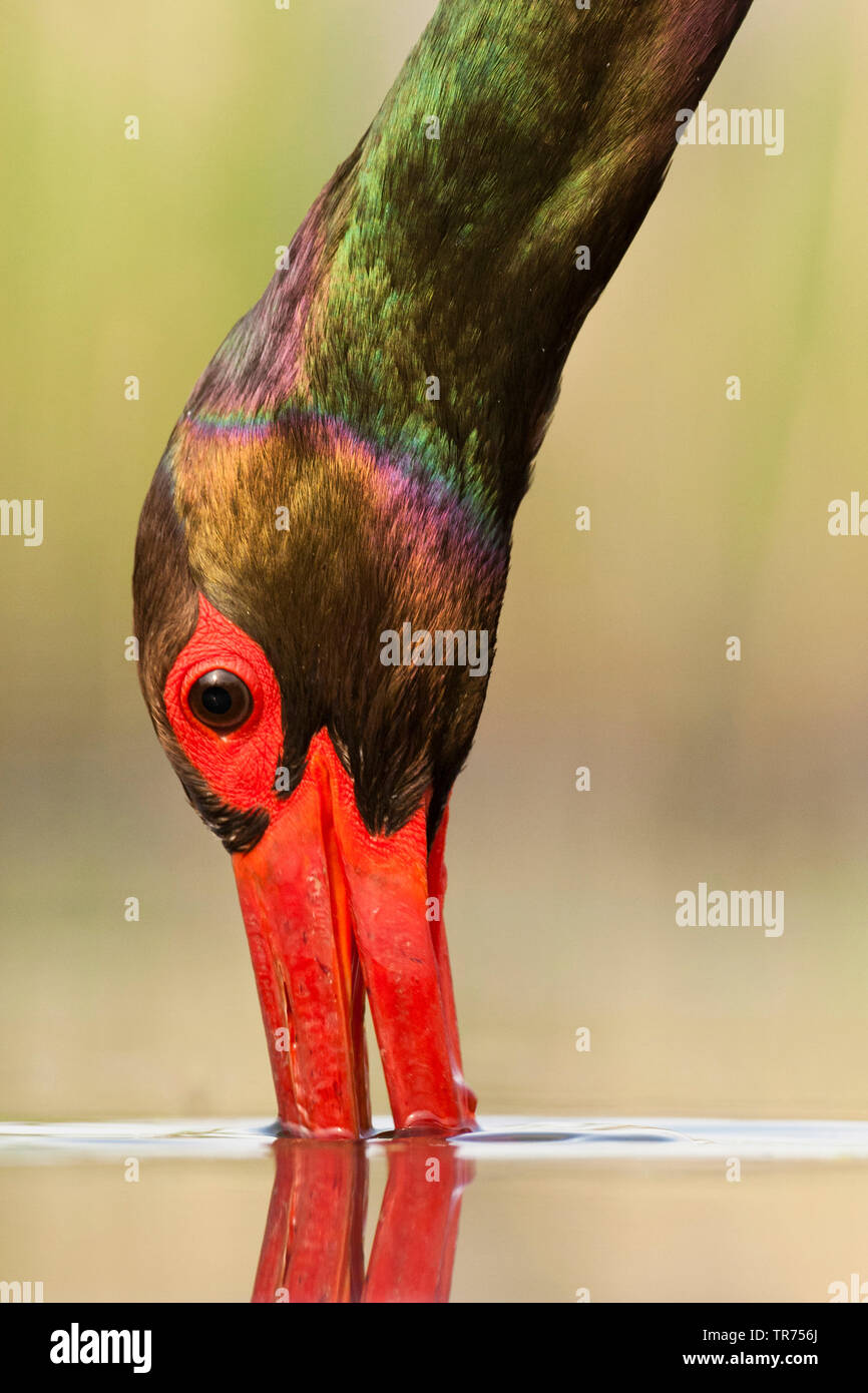 Schwarzstorch (Ciconia nigra), Fische zu fangen, Ungarn Stockfoto