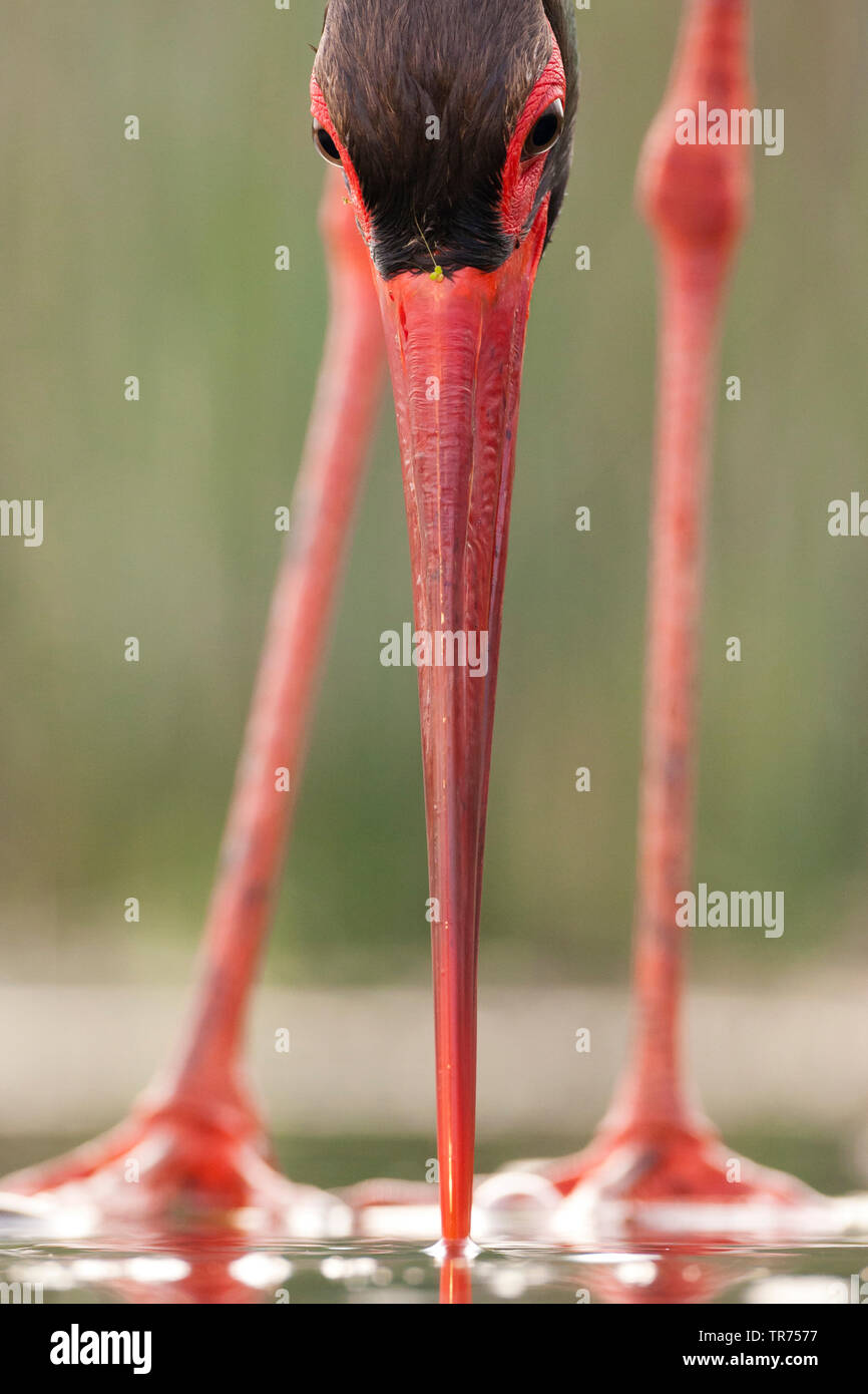 Schwarzstorch (Ciconia nigra), Fische zu fangen, Ungarn Stockfoto