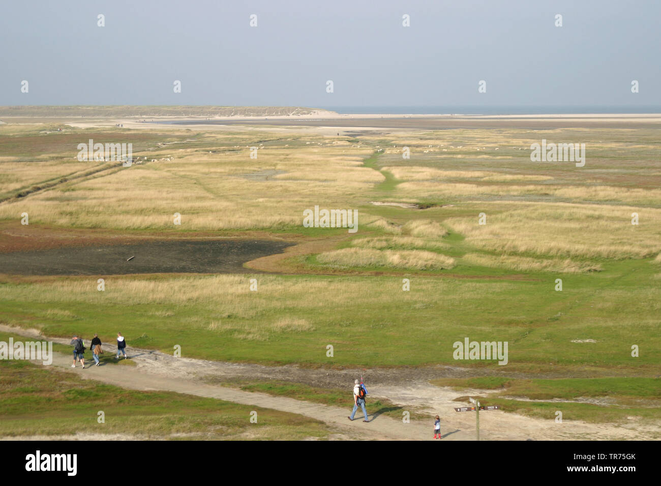 Naturschutzgebiet De Slufter, Niederlande, Texel Stockfoto