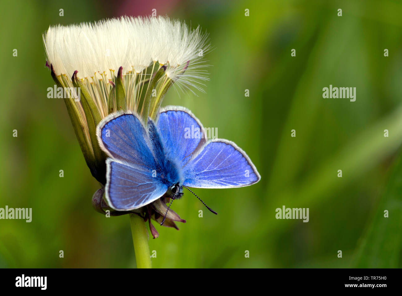Gemeinsame blau (Polyommatus icarus), Erwärmung, Niederlande Stockfoto