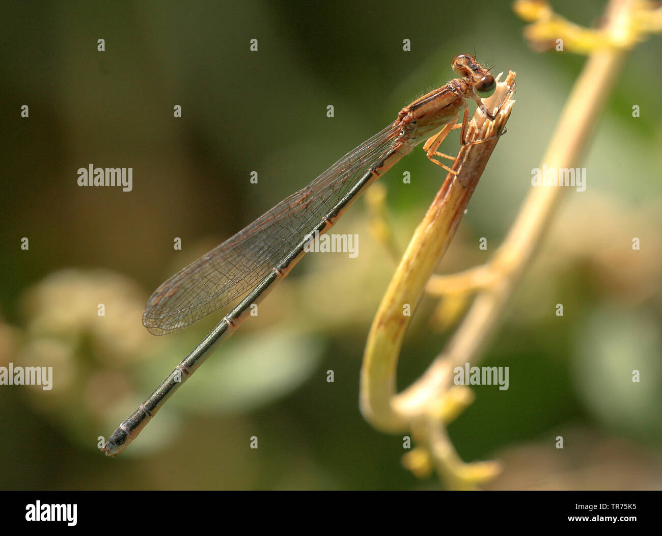 Syrische Sprite (Pseudagrion syriacum), Weibliche, Syrien Stockfoto