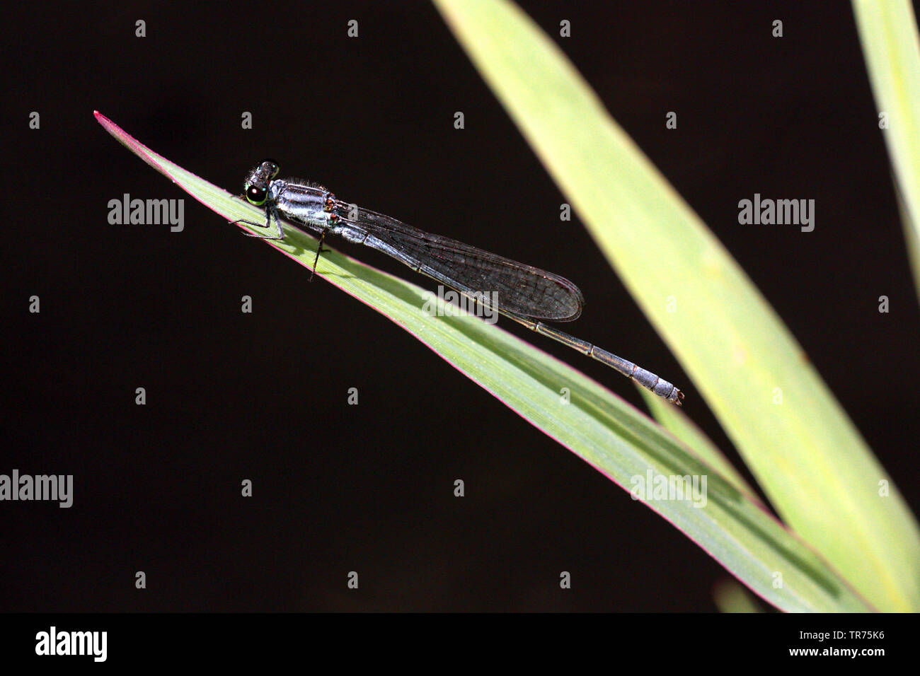 Syrische Sprite (Pseudagrion syriacum), männlich, Syrien Stockfoto