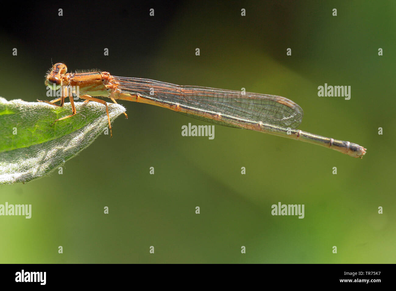 Syrische Sprite (Pseudagrion syriacum), Weibliche, Syrien Stockfoto