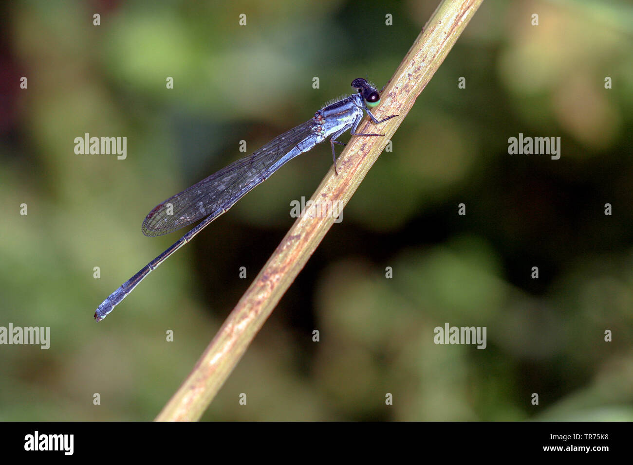 Syrische Sprite (Pseudagrion syriacum), männlich, Syrien Stockfoto